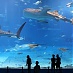 아름다운 수족관 - Churaumi Aquarium