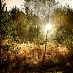 가을 숲 창조의 빛 - Tim Simmons
